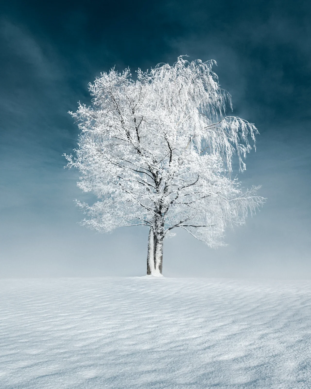 Frost-covered tree in a white winter landscape