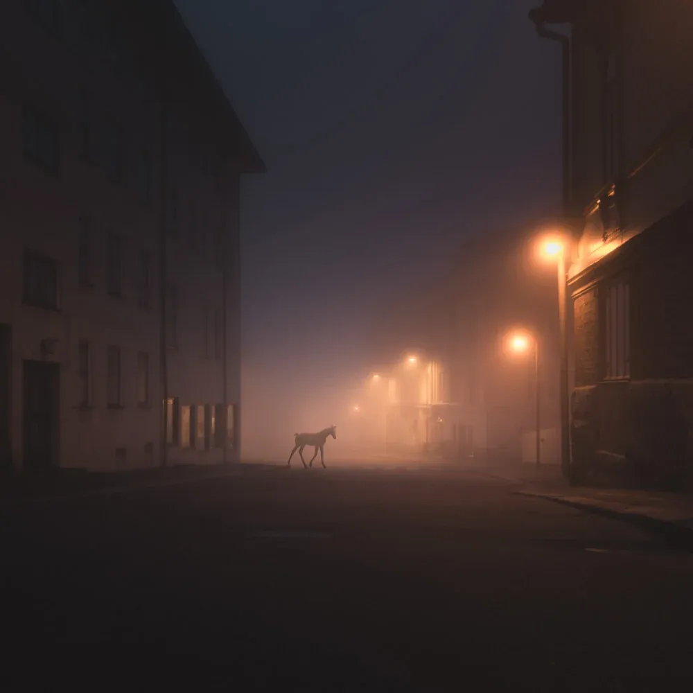 Mikko Lagerstedt - Foal - 2013 - Porvoo, Finland - Night Animals