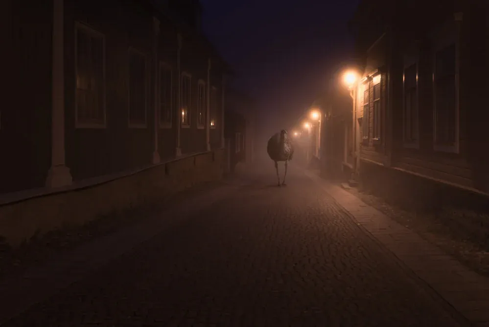 Night Animals