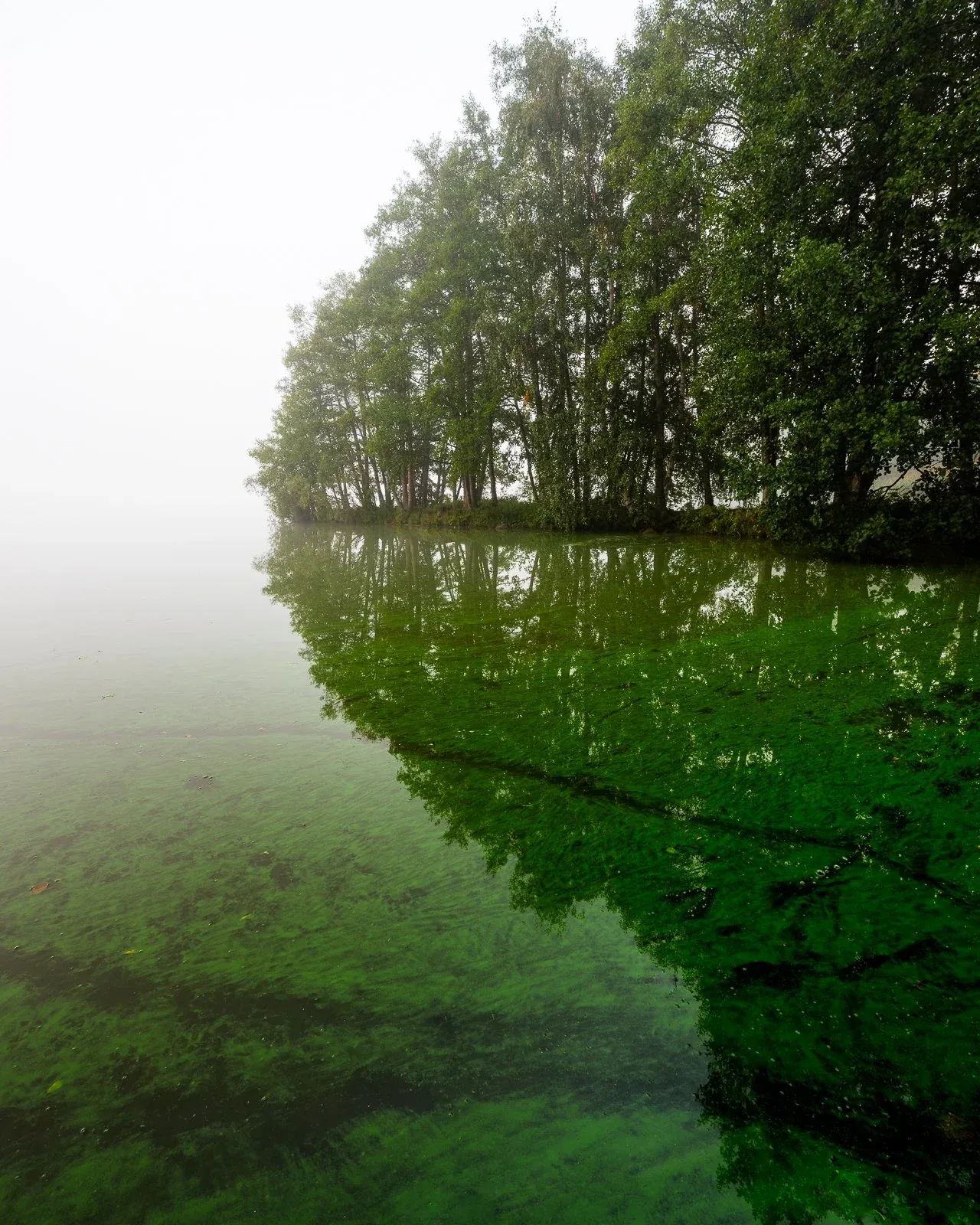 Algae