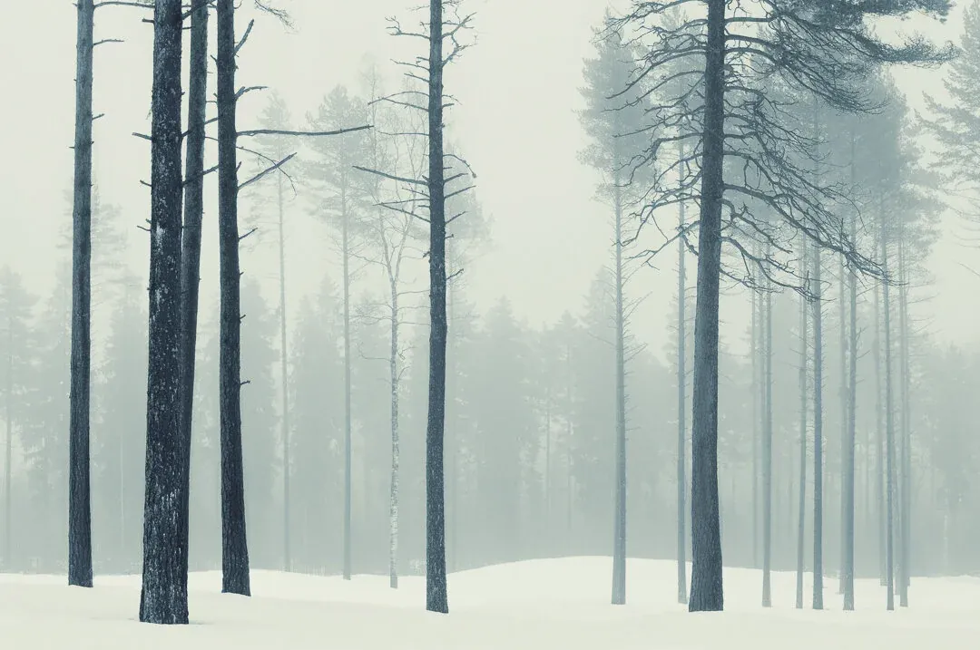Mikko Lagerstedt – Harmony – 2010