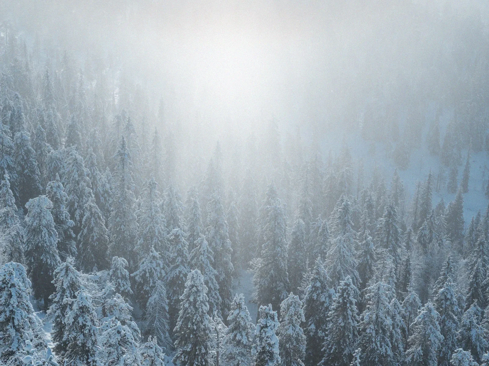 Soft winter light radiating across a minimal snowy landscape
