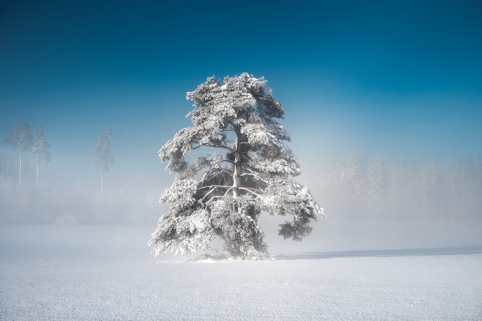 Minimal winter photograph with soft snow and restrained tones used to represent mentoring.