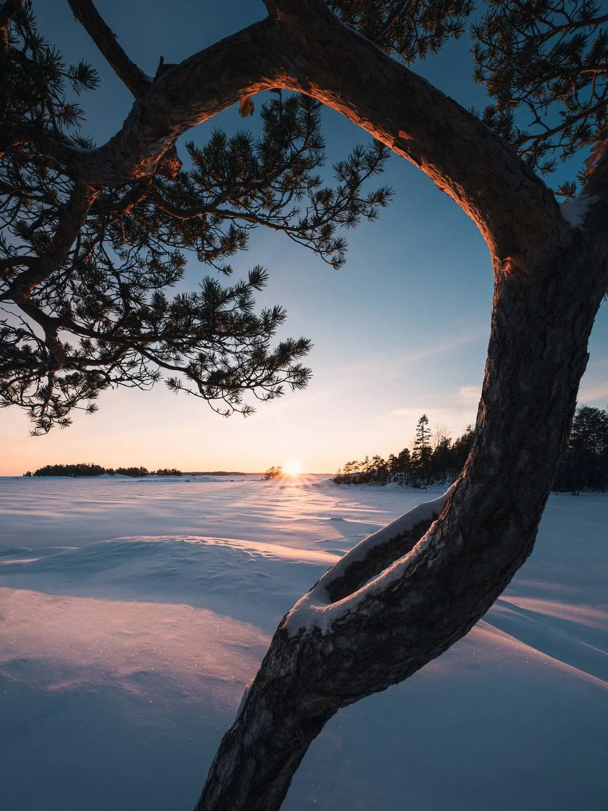 Lone winter tree reaching upward toward soft grey light