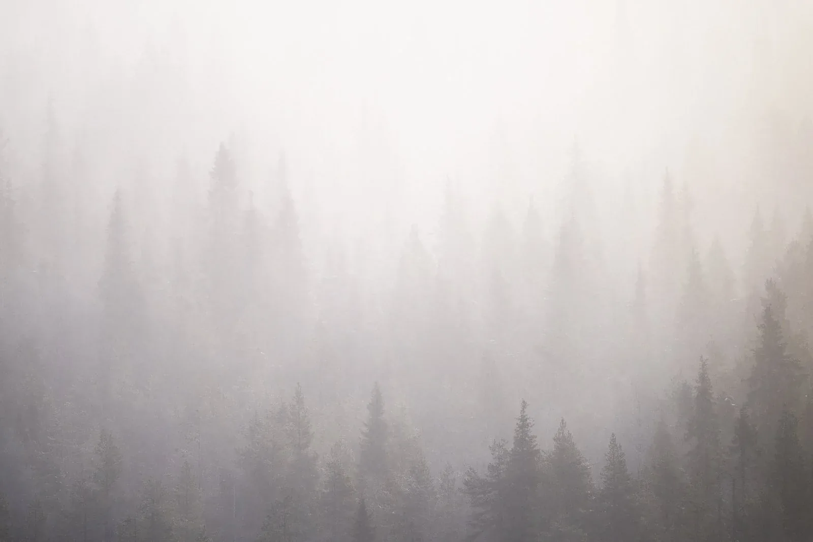 Foggy forest landscape available for licensing